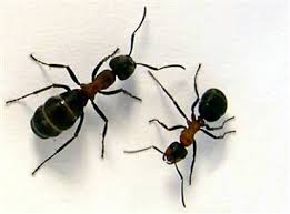 Ant Exterminators Oklahoma City