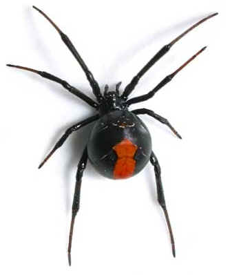 black widow spiders