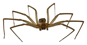 Brown Recluse spiders exterminator