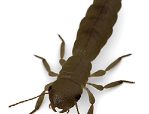 Best Oklahoma Pest Control- Termite Infestation