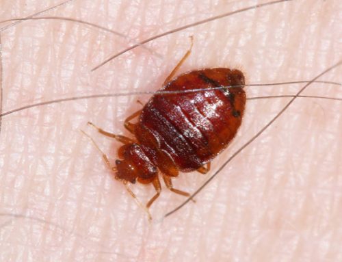 Countryside Pest OKC – Bedbugs