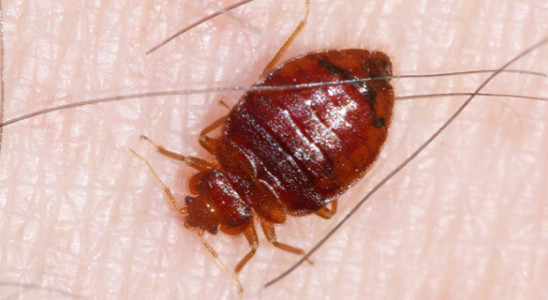 bedbug